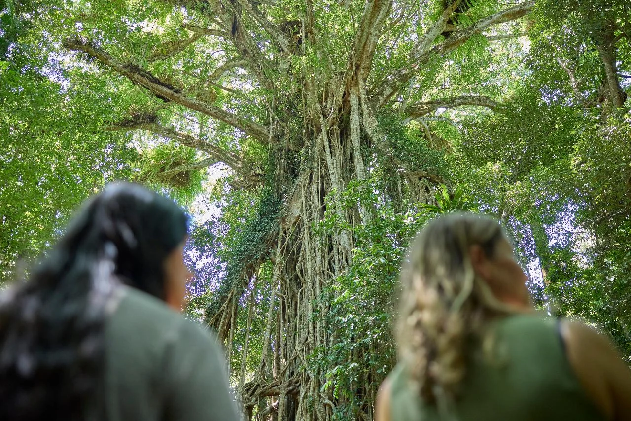 Visitors stand on the boardwalk beneath Cathedral Fig Tree’s enormous root lattice