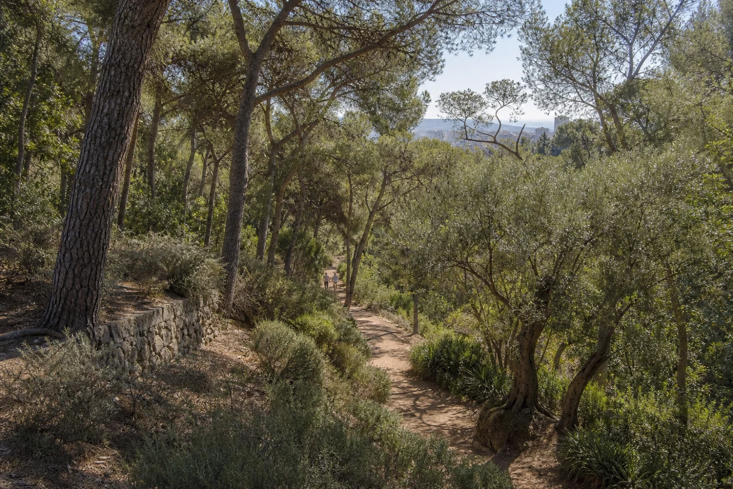 Mediterranean pines, carob and dry-slope planting surround Park Güell’s stone routes above Barcelona
