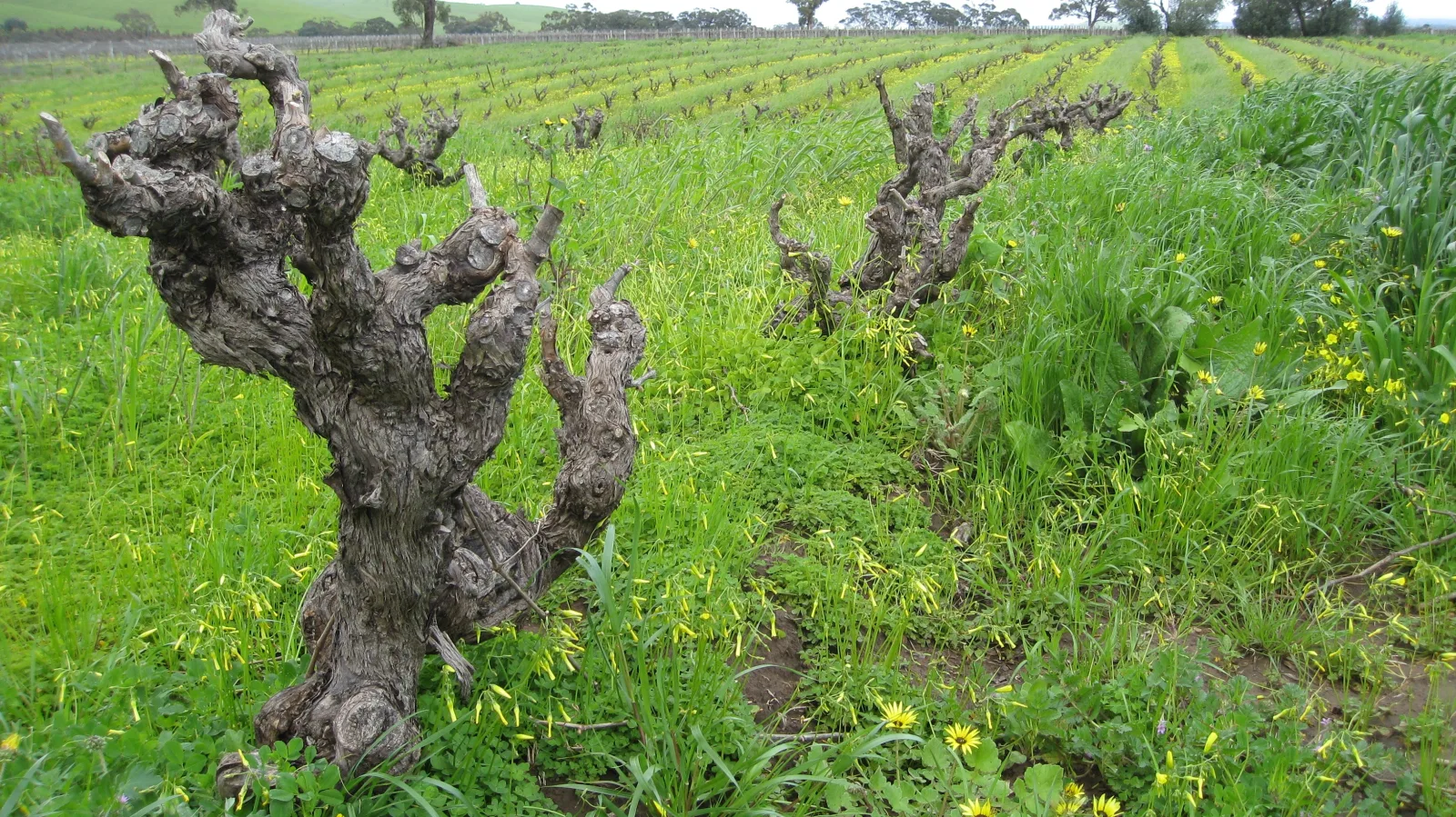 Old Grenache vines stand among winter cover growth in the Barossa.