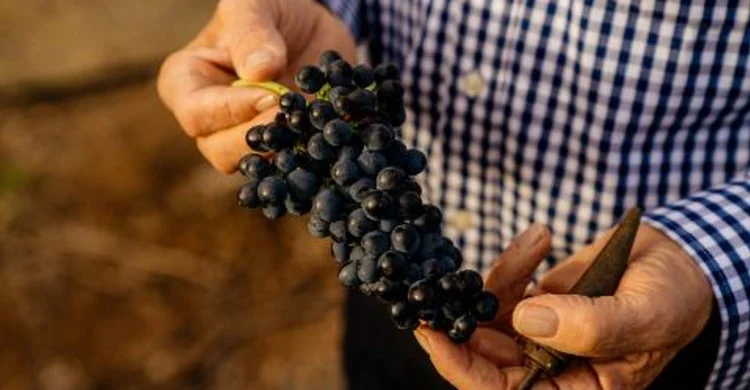 A grower holds a compact bunch of dark wine grapes and pruning shears.