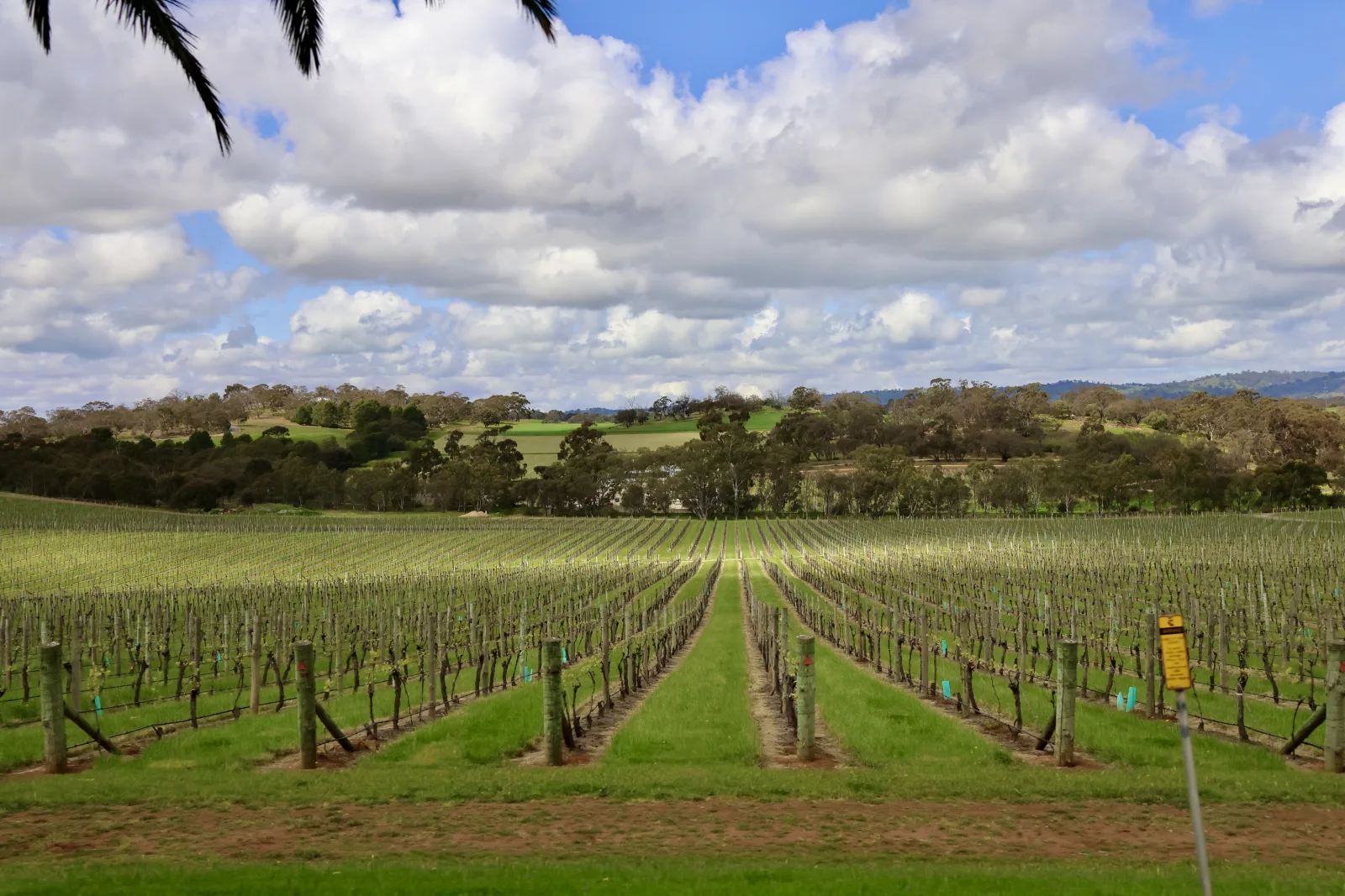 Modern vineyard rows and the rolling landscape around Seppeltsfield.