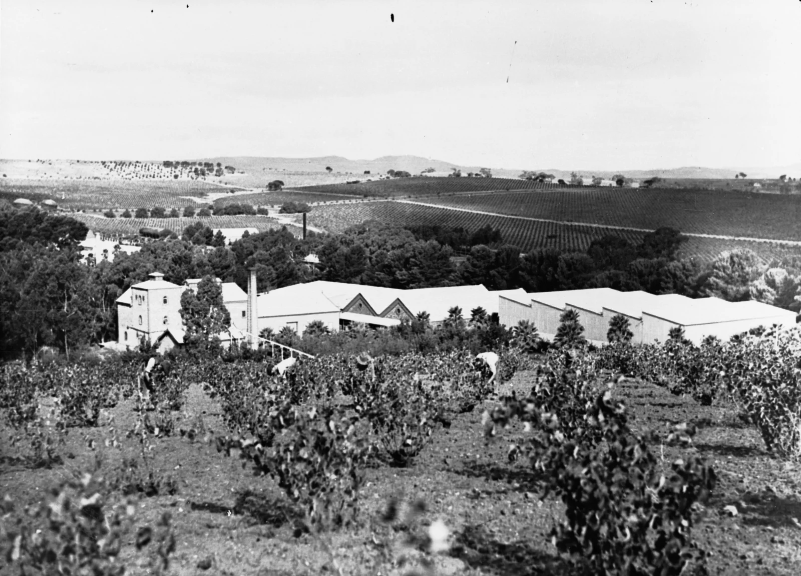 Workers tend vines above Seppeltsfield’s winery complex in an undated historical government photograph.