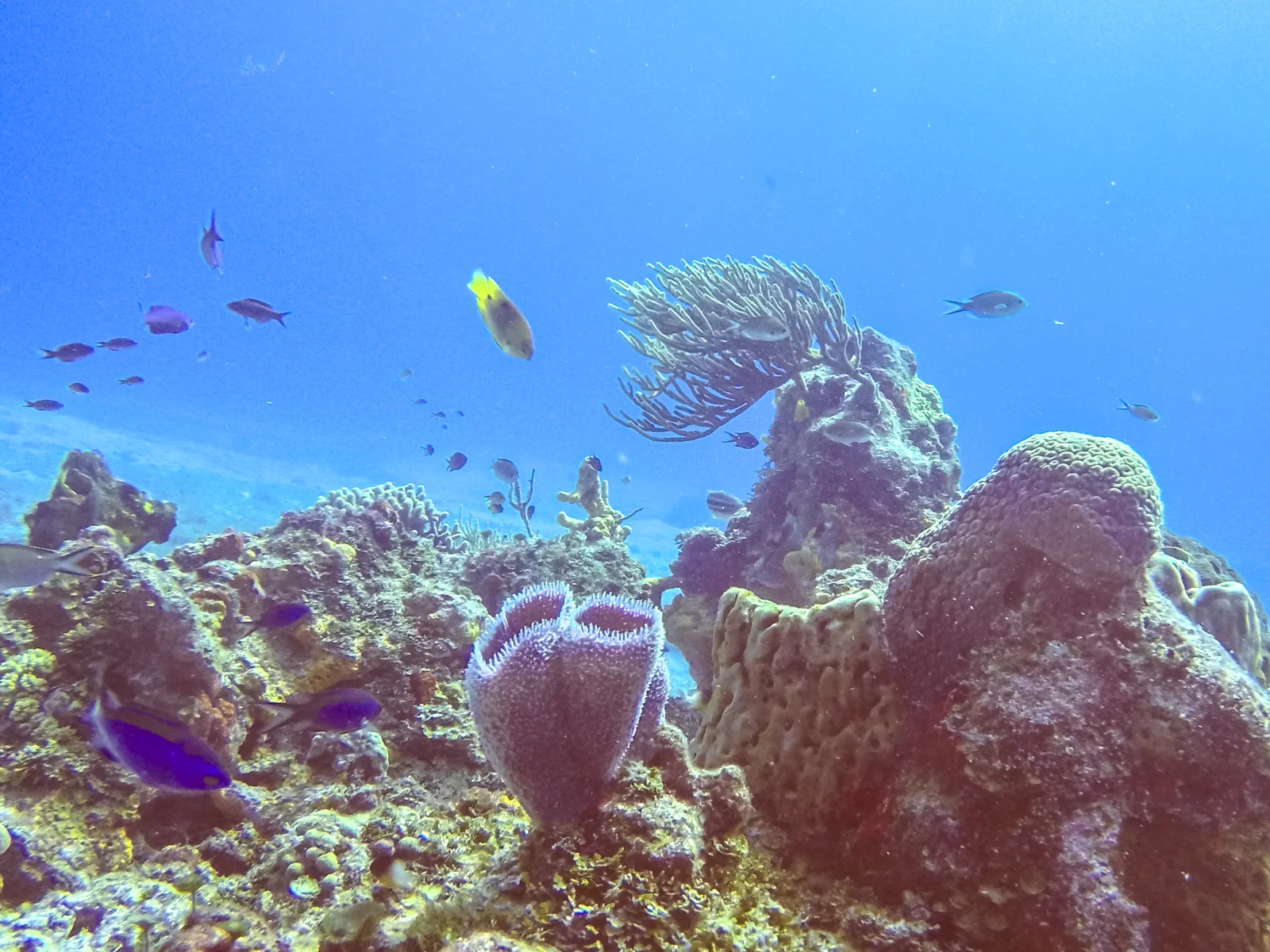 A documented 2016 view shows coral and fish within Arrecifes de Cozumel National Park.