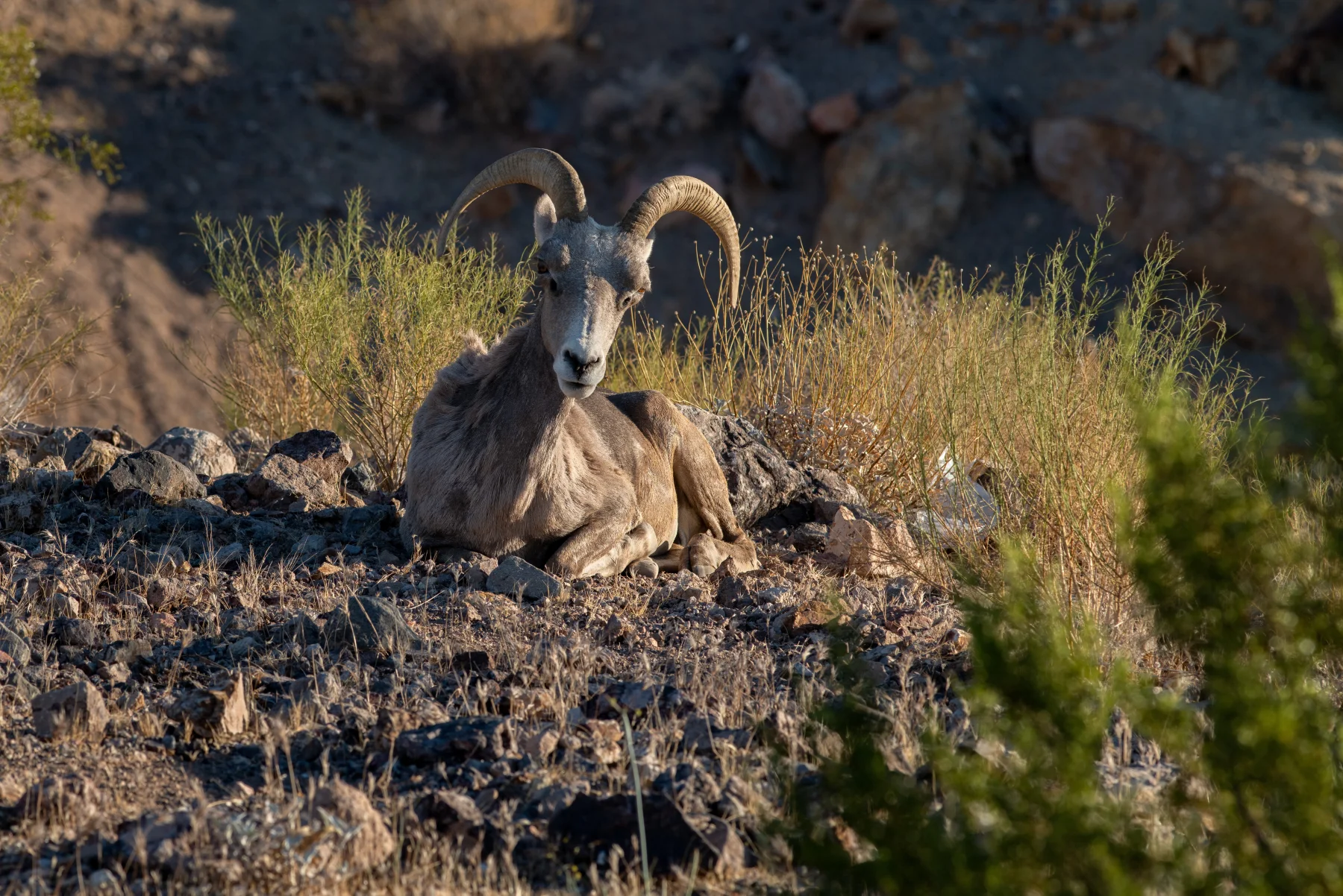 A desert bighorn sheep stands in rugged terrain at Lake Mead National Recreation Area.