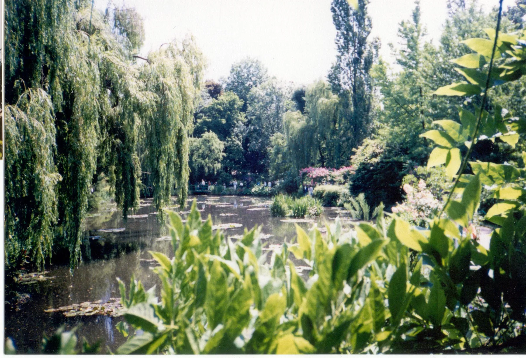 A contemporary documentary view looks across the water garden through willows and layered bank planting.