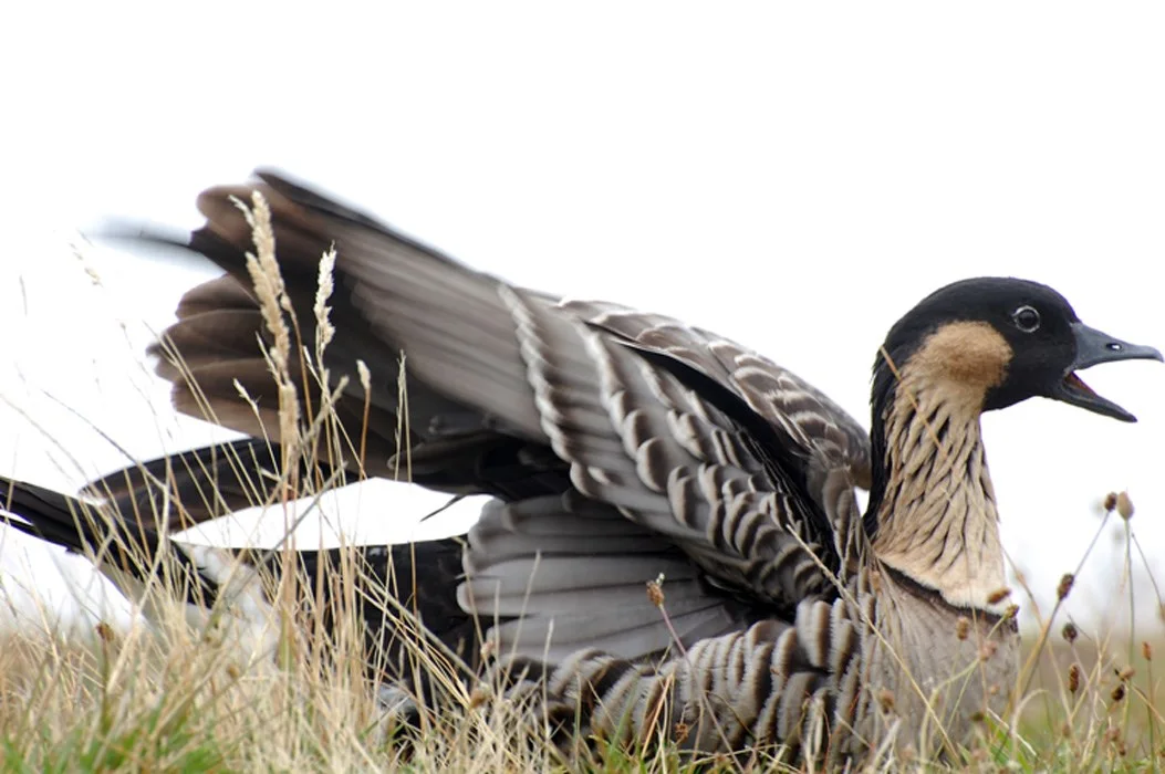 A nēnē spreads its wings in Haleakalā grassland.