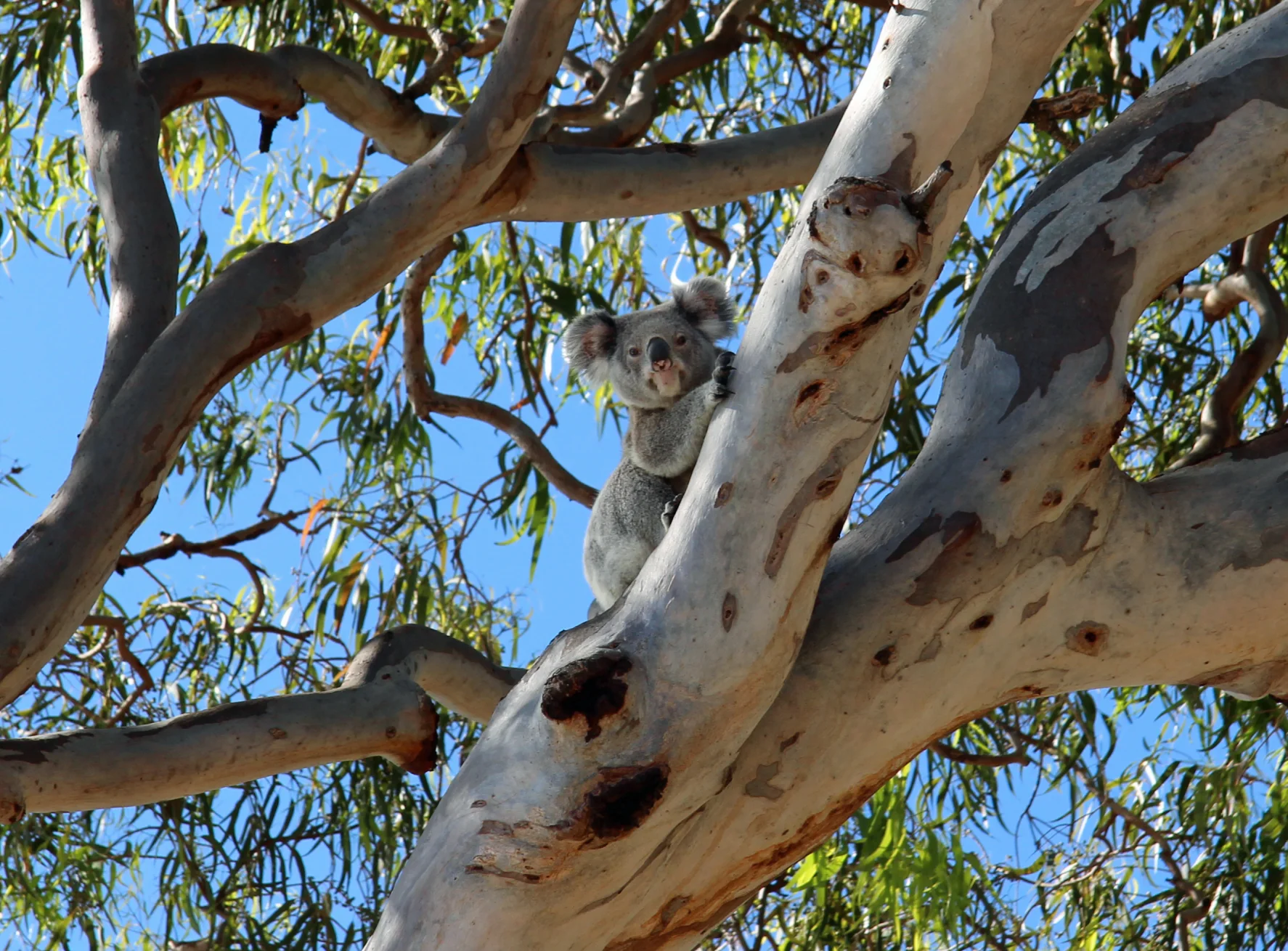 A koala rests among eucalypt leaves at Amity Point.