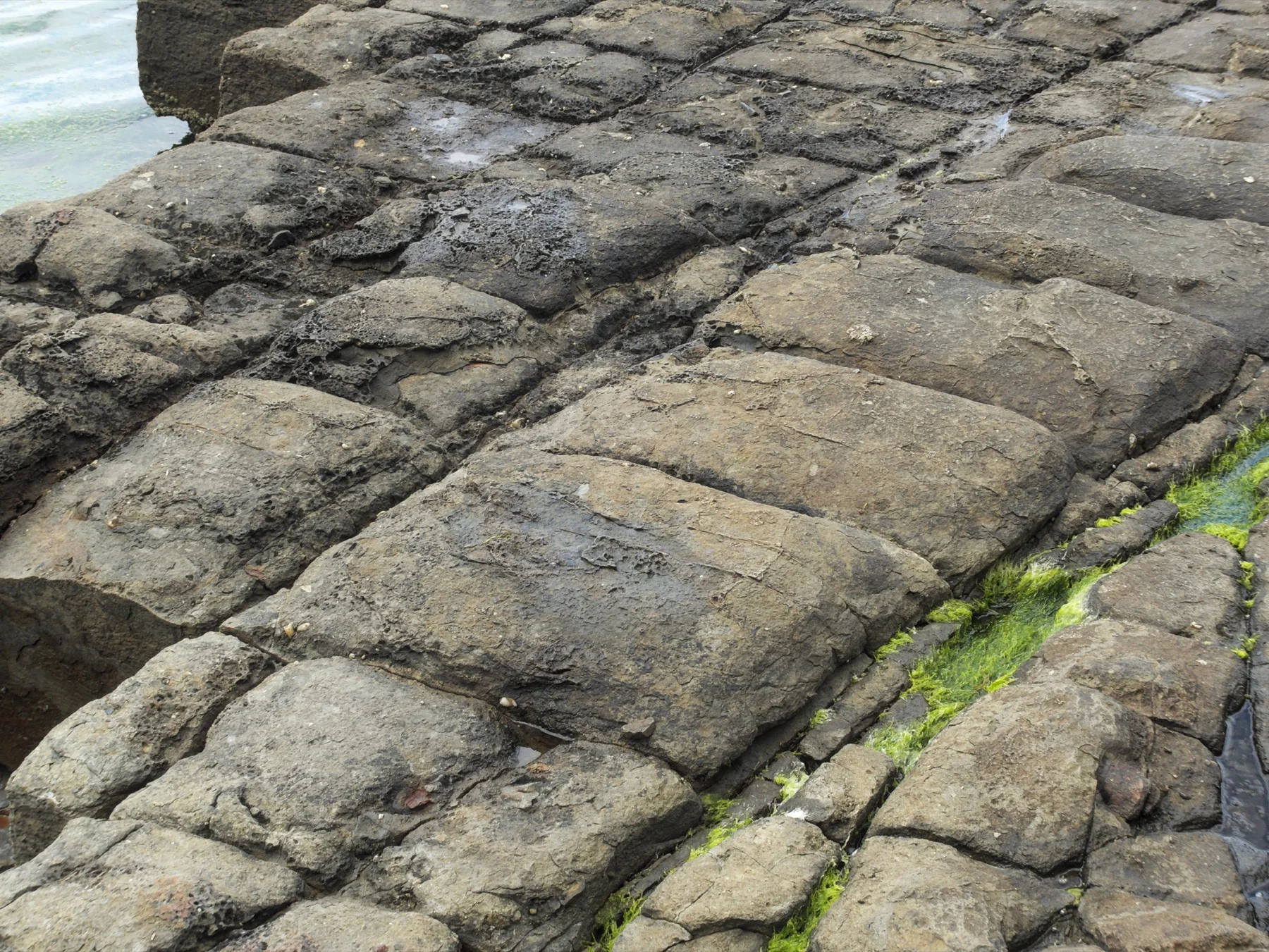 Jointed Permian rock forms the Tessellated Pavement at Eaglehawk Neck.