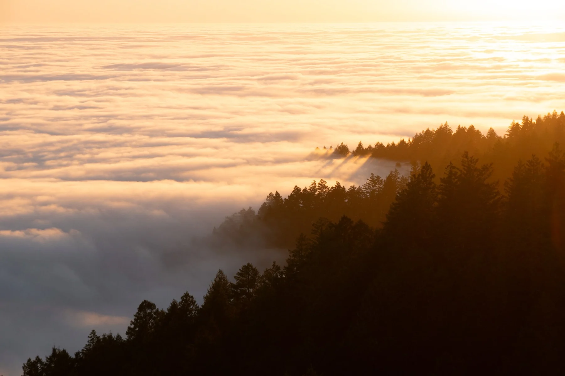 Coastal fog spreading over the forested ridges near Muir Woods