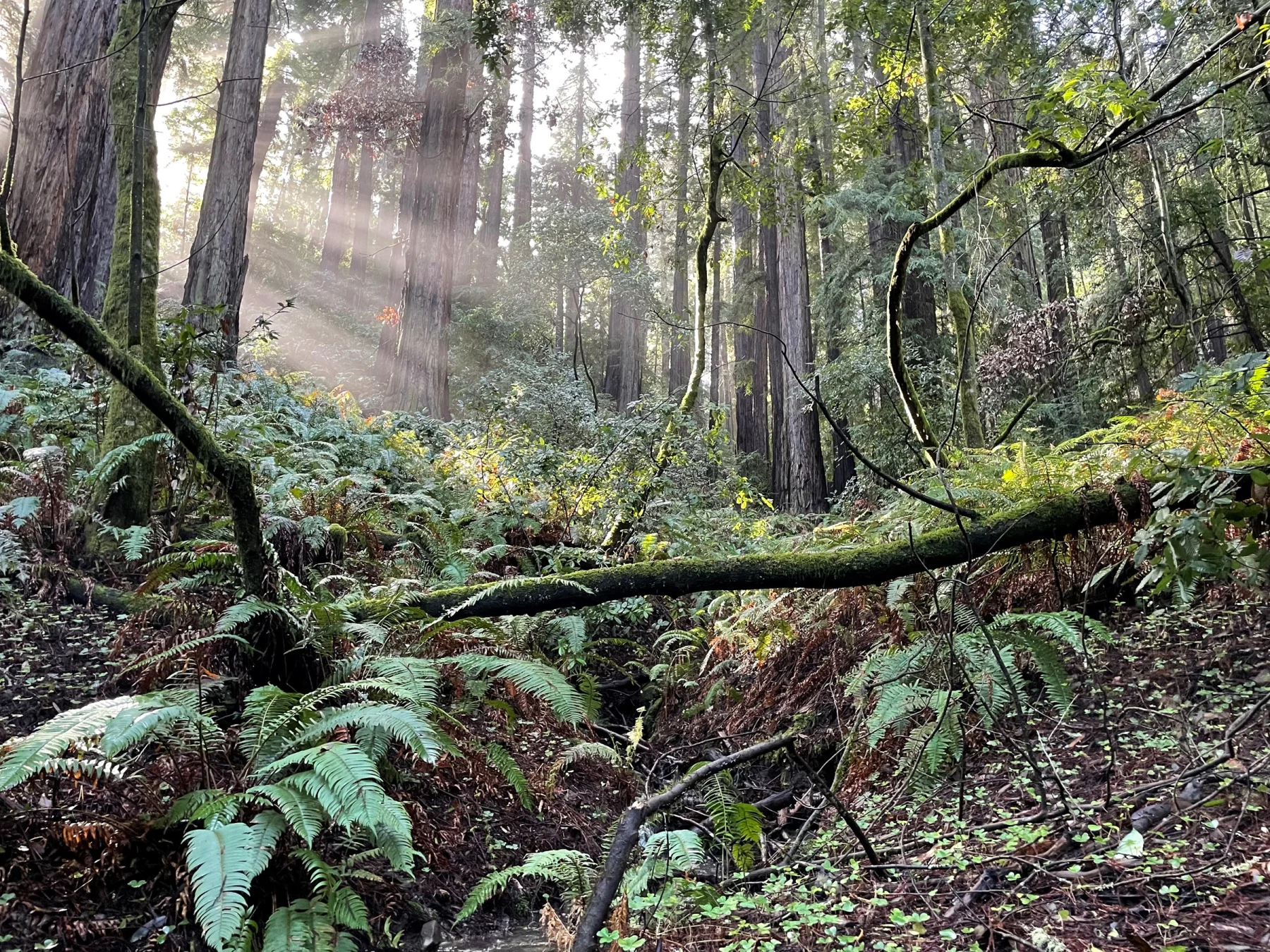 An old-growth coast redwood forest with ferns, layered canopy and fallen wood