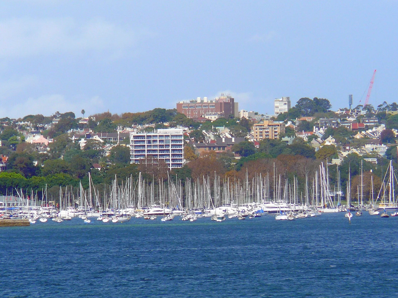 Rushcutters Bay marina sits between open water, an urban hillside and a dense field of boat masts.