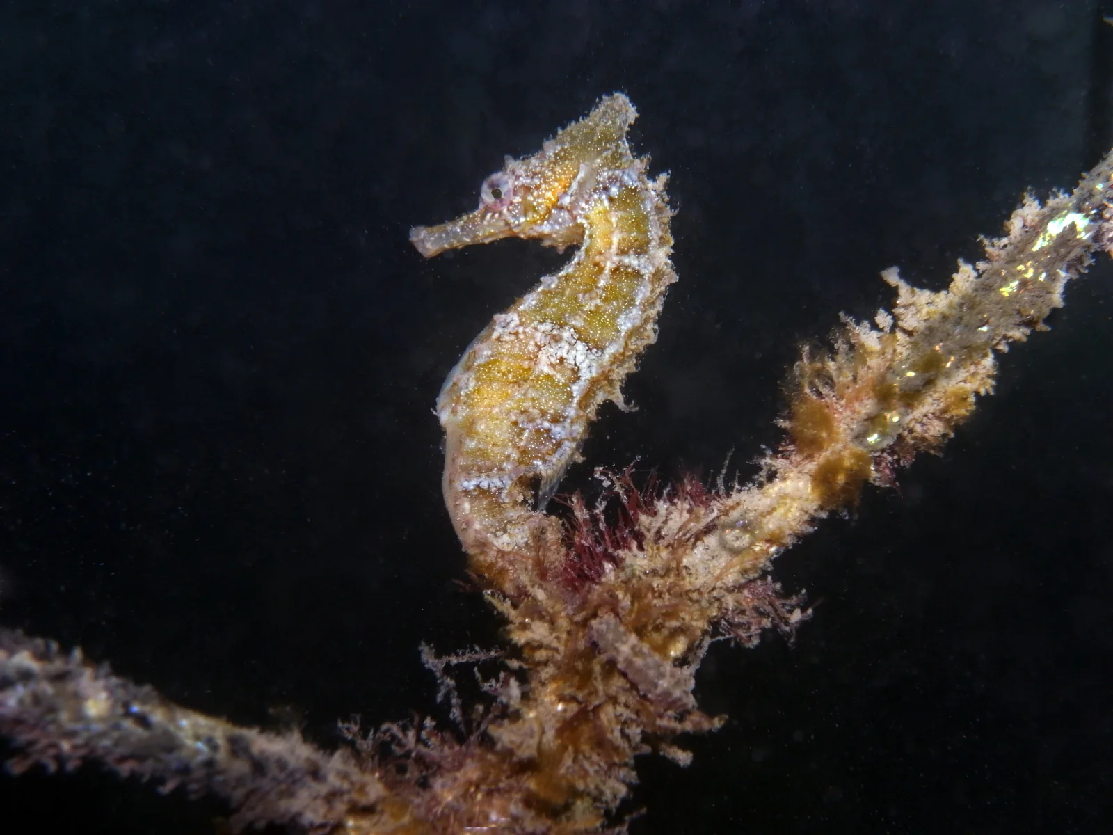 A White's seahorse grips underwater vegetation at Watsons Bay in Sydney Harbour.
