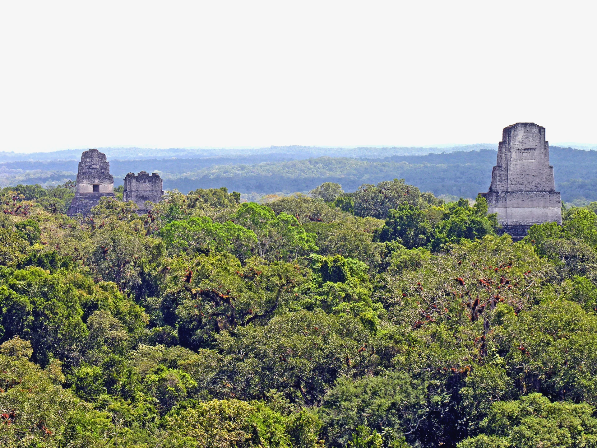 Temple IV rises above layered forest canopy beneath a pale sky.