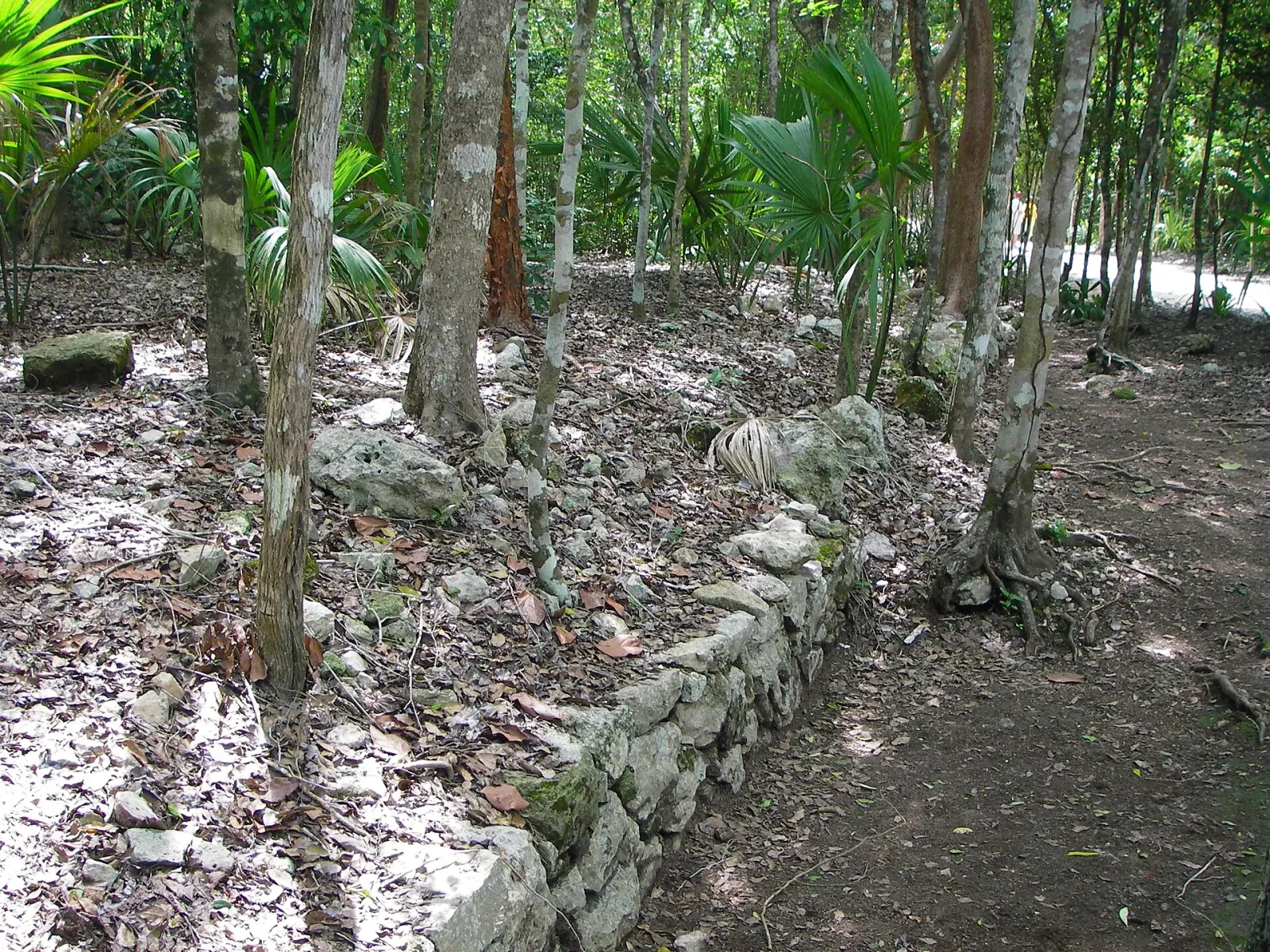 A low limestone edge marks the surviving sacbe beside a forest path at Cobá.
